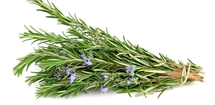 Rosemary Oleoresin